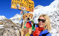 Chú chó đầu tiên chinh phục đỉnh Everest