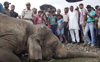 Tàu hỏa tông chết 4 con voi tại Ấn Độ