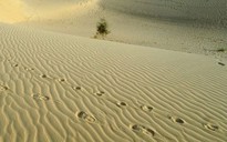 Phát hiện 87 thi thể chết khát trên Sahara