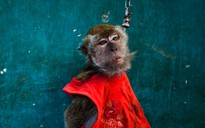 Indonesia truy quét khỉ đường phố