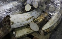Tanzania: Bắt 3 người Trung Quốc, thu giữ 797 ngà voi