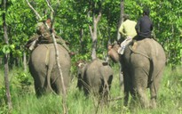 Thả voi về rừng để vết thương nhanh lành