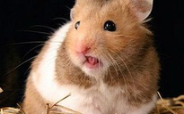 Tư vấn về bệnh truyền nhiễm từ chuột