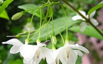 Ngọc lan hoa trắng chữa đau đầu