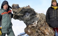 Nga: Tìm thấy xác voi ma mút dính máu và thịt
