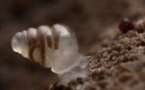 Loài ốc kỳ lạ vỏ trong suốt như thủy tinh