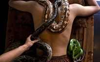 Liệu pháp massage với trăn và rắn