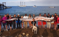 15 người khiêng cá rắn khổng lồ lên bờ