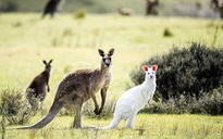 Xuất hiện kangaroo lông trắng, tai hồng hiếm gặp