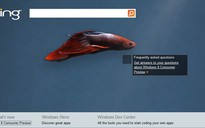 Bing giúp tìm hiểu về Windows 8 Consumer Preview