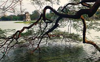 Một trời thương nhớ