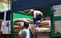 Khoai tây Trung Quốc tìm đường ra chợ