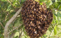 Suýt chết vì bị ong đốt lúc tắm