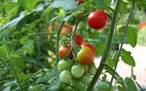 Bông cải xanh, cà chua tốt cho người cao tuổi