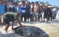 Quảng Bình: Bắt được rùa biển nặng trên 300 kg
