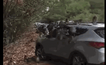 Hàng chục chú khỉ "đại náo" ôtô quên đóng cửa ở Cần Giờ