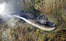 Cá sấu Mỹ đại chiến trăn Miến Điện
