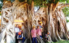 Ngắm cây bồ đề có bộ rễ tạo thành 3 cổng độc đáo ở Phú Yên