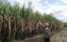 Mía trắng đồng, nông dân trắng tay