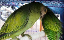 Đại gia Sài Gòn chi trăm triệu để “săn” chim cảnh