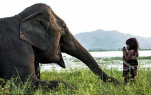 Cô bé Việt Nam kết thân với voi lọt ống kính nhiếp ảnh gia Pháp
