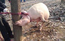 Bé 2 tuổi bị heo gặm đầu
