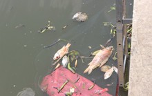 TP HCM: Cá lại chết trên kênh Nhiêu Lộc