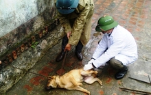Bùng phát dịch chó dại ở Thanh Hóa, 10 người thương vong