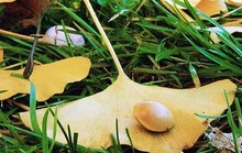 Thảo mộc ngừa say rượu bia