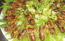 Đến quán dế Ông Giờ ăn món “độc và lạ”