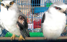 Vô tư buôn bán động vật hoang dã