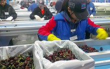 Trái cây ngoại bán chạy