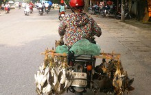 Chim trời lên... bàn nhậu