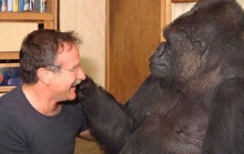 Khỉ “khóc” khi nghe tin Robin Williams qua đời