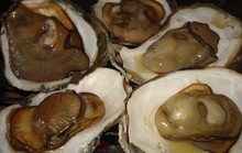 Về Trà Vinh săn hàu biển