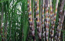 Mía đường cũng tham gia cuộc chơi sáp nhập