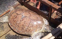 Thả rùa biển có nguy cơ tuyệt chủng về biển