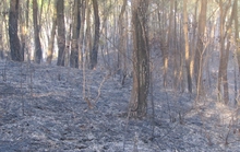 Hạt phó hạt kiểm lâm tử vong vì chữa cháy rừng