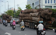 Bắt 2 xe chở gỗ vượt trên 100% tải trọng