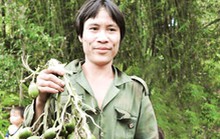 “Người rừng” chuẩn bị đón Tết