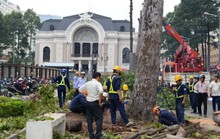 Dùng gỗ cây bị đốn trước Nhà hát TP HCM trùng tu chùa
