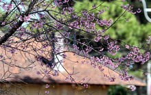 Đà Lạt rực hồng sắc mai anh đào