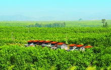 HAG tập trung vào nông nghiệp công nghệ cao
