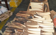 Bắt vụ buôn lậu hơn 40 kg ngà voi qua sân bay Tân Sơn Nhất