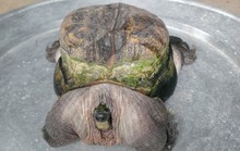 Phát hiện rùa “siêu dị” ở Tiền Giang