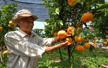 Quýt hồng Lai Vung 4 triệu đồng/chậu khan hàng