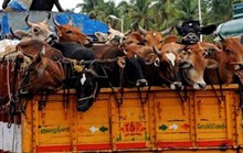 Dắt bò từ Ấn Độ về Việt Nam bán