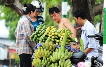 Chuối Tết khan hiếm, lăm le tăng giá cả chục lần