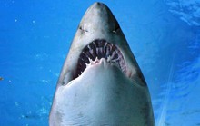Cá mập gia tăng tấn công người ở Mỹ, Úc