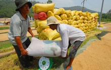 Không có lợi ích nhóm ở thị trường lúa gạo trong nước
